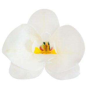 10 ORQUIDEAS EM OBREIA BRANCO 8,5 x 7,5 CM