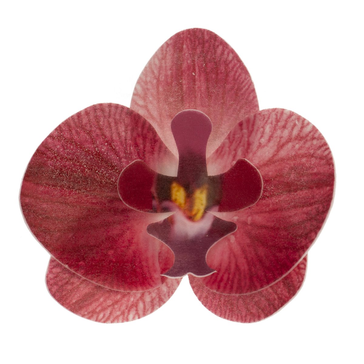 CAIXA DE 10 ORQUÍDEAS WAFER BORGONHA 8.5 -7.5CM
