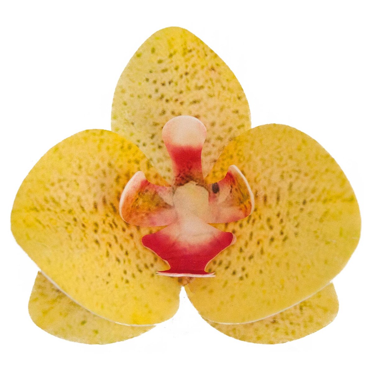 CAIXA DE 10 ORQUÍDEAS WAFER AMARELAS 8,5-7,5CM