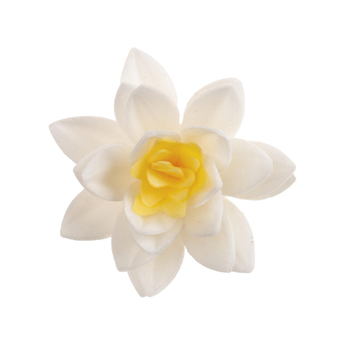 FLORES DE BOLACHA BRANCA XCM