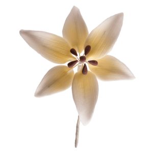 FLOR AÇÚCAR ORQUÍDEAS BRANCAS 8 cm