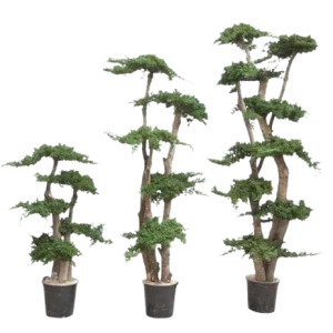 BONSAI JUNIPERUS DE 160CM